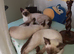 Siamese X Ragamese, female kittens. Ready to go.