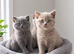 3 pedigree british shorthair girls