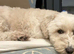 Buddy - 3 years old