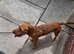 16 month old for rehoming