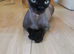 canadian sphynx