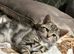 Boy & girl kittens