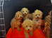 2 X BEAUTIFUL APRICOT MINIATURE POODLE GIRLS LEFT
