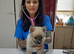 F3 pomsky puppy's for sale