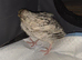 Japanese quail