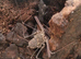 Tailless whip scorpion