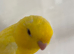 Gorgeous tame Lutino Lineolated parakeet