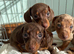 miniature dachshund puppies!! READY TO LEAVE