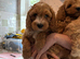 Cavapoo pups