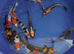 koi carp healthy hand picked koi