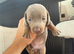 Kc miniature dachshund