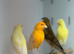 Canaries