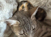 Beautiful kittens ready to leave 23/08/26
