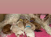 Cavapoochons fully health tested parents