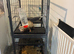 1 year old Male ferret
