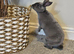 Mini rex male rabbit good bloodline