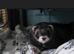 Ferret(s) wanted