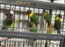 Baby black Masked lovebirds