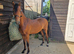 Registered Hackney colt