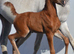 2026 Arabian colt