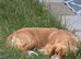 Margot, 9-Month Old Female Working Cocker Spaniel
