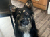 Border collie X