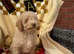 Toy poodle
