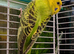 Quality budgies