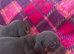 BEAUTIFUL PUPPIES
