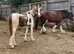 Outstanding yearling to make 16hh