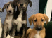 Collie x Lurcher puppies