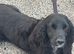 cocker spaniel female