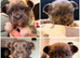 Super Full visual Merle fluffy French bulldogs