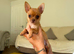 Chihuahua puppies for sale