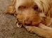 Cockapoo female