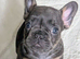 Reduced to find his forever home!