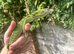 Varanus Reisengeri PAIR (yellow tree monitors)