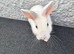 5month male bunny