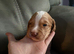 3 remaining  from this beautiful litter