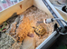Female Horsefield Tortoise