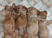 Cavapoo Bundles of Joy