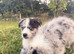 Merle welsh collies