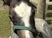 Smart Section A colt foal