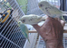 Baby rainbow and cream pied budgies