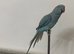 Blue female Indian Ringneck