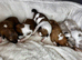 Stunning Merle Border Collie puppies for sale