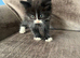Kittens for sale