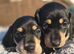 Black and cream mini dachshunds