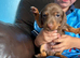 miniture dachshunds