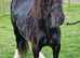 12.1 Perfect child's Riding pony / driving pony